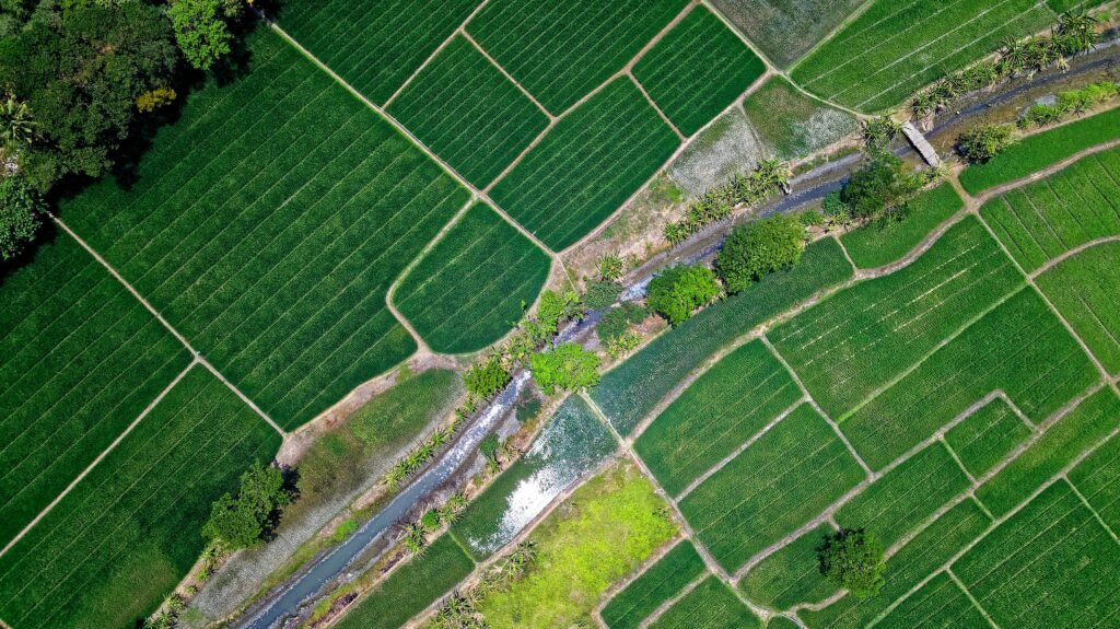 pexels-photo-1483880-1483880 Drone shot of vibrant green rice fields and a river in Muara Gembong, Indonesia.